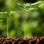 Do Plants Need Soil to Grow? Let's Dig Deeper 3