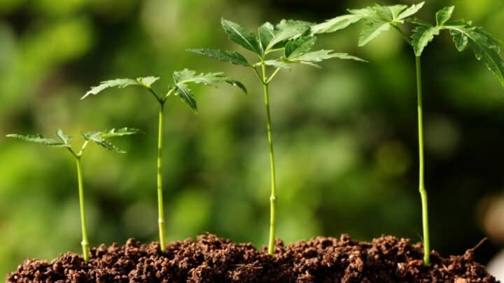 Do Plants Need Soil to Grow?  #1 Best Facts to Know!