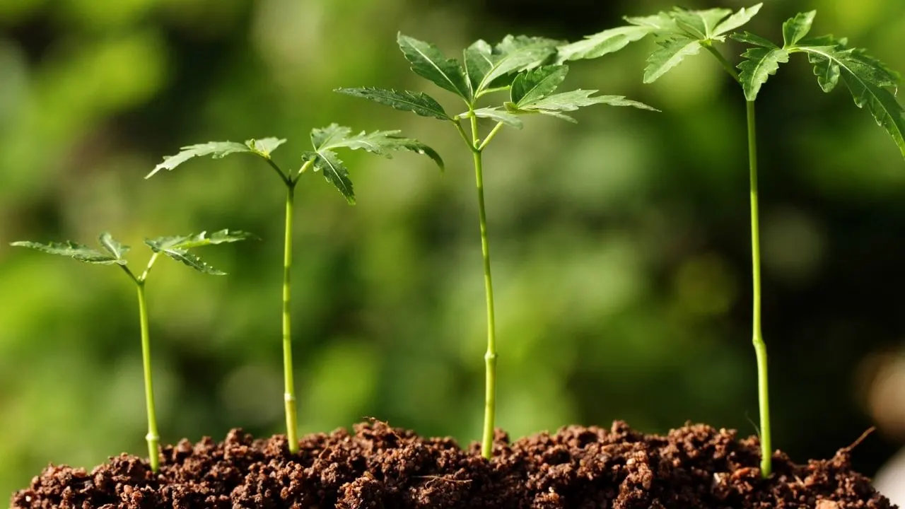 Do Plants Need Soil to Grow? #1 Best Facts to Know! 20