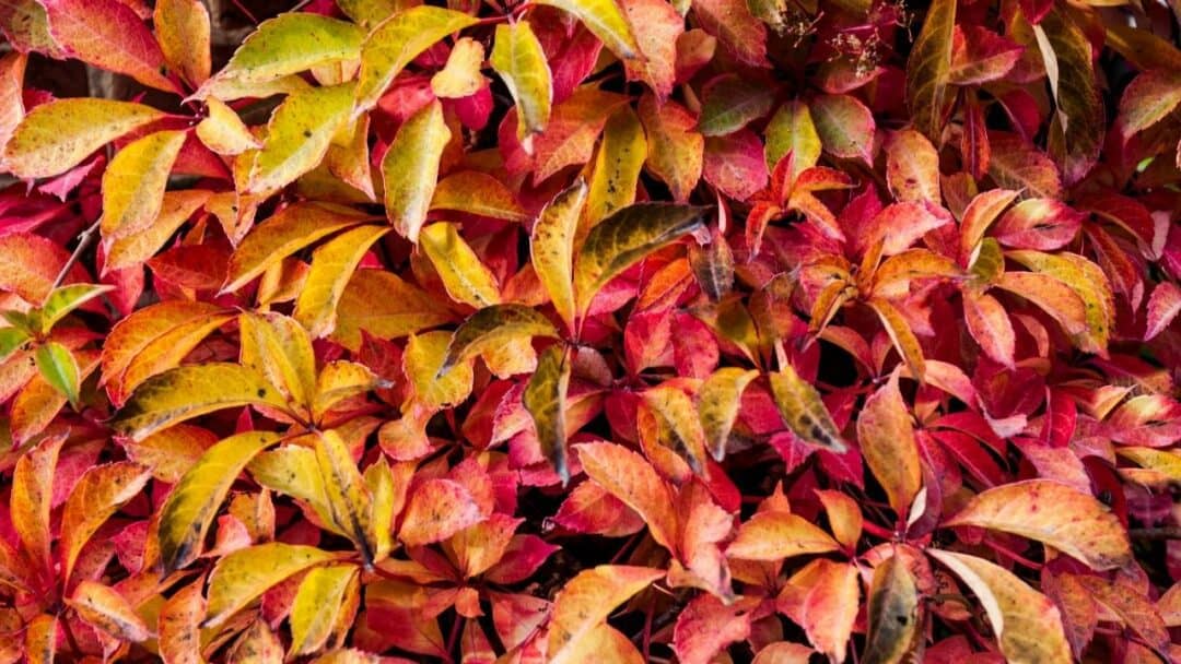 10 Best Houseplants With Red Leaves Who Are They   19 1080x608 