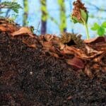 A Guide to Topsoil - Why it is Essential for Gardening 6