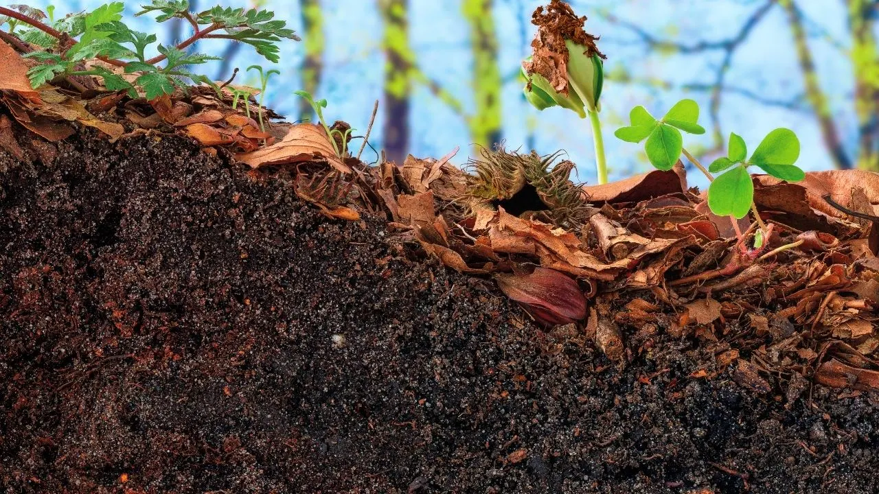 A Guide to Topsoil - Why it is Essential for Gardening 8