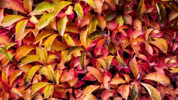 Top 10 House Plants With Red Leaves