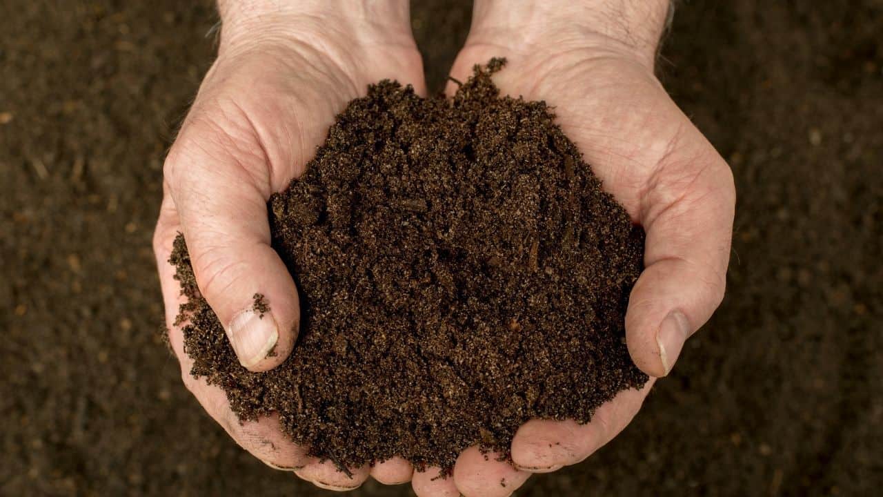 12 Best Composts for Garden Enrich Your Soil!