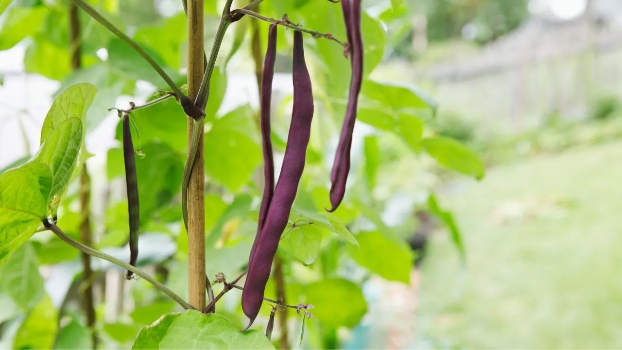 11 Popular Vegetables to Grow Yourself 1
