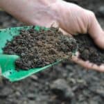 Ideal Soil to Compost Ratio - Gardening with Black Gold Simplified 5