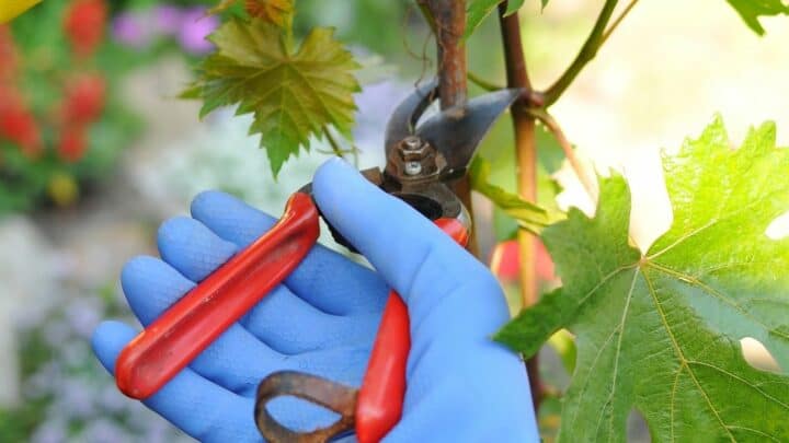 How to Prune Grapevines – A Tutorial