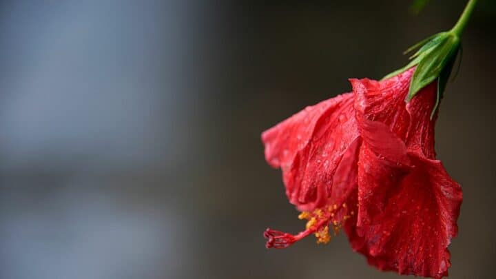 Why is my Hibiscus Wilting? That’s Why!