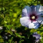 When to Plant a Hibiscus 6