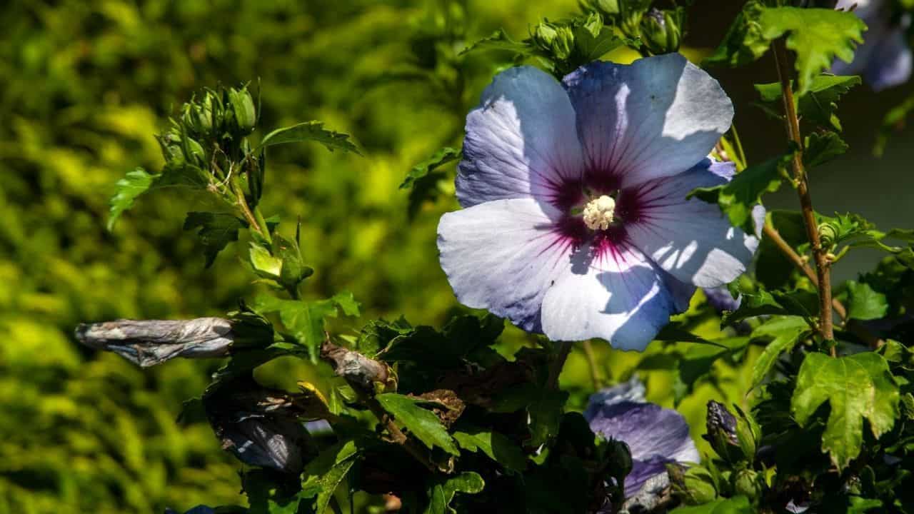 When to Plant a Hibiscus