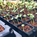14 Easiest Vegetables to Grow from Seed 3
