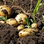 How to Harvest Potatoes? All Questions Answered 2