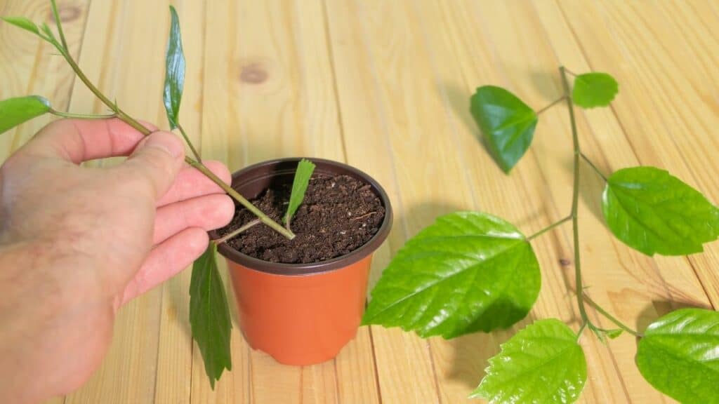 How to Propagate a Hibiscus 1 Best Guide!