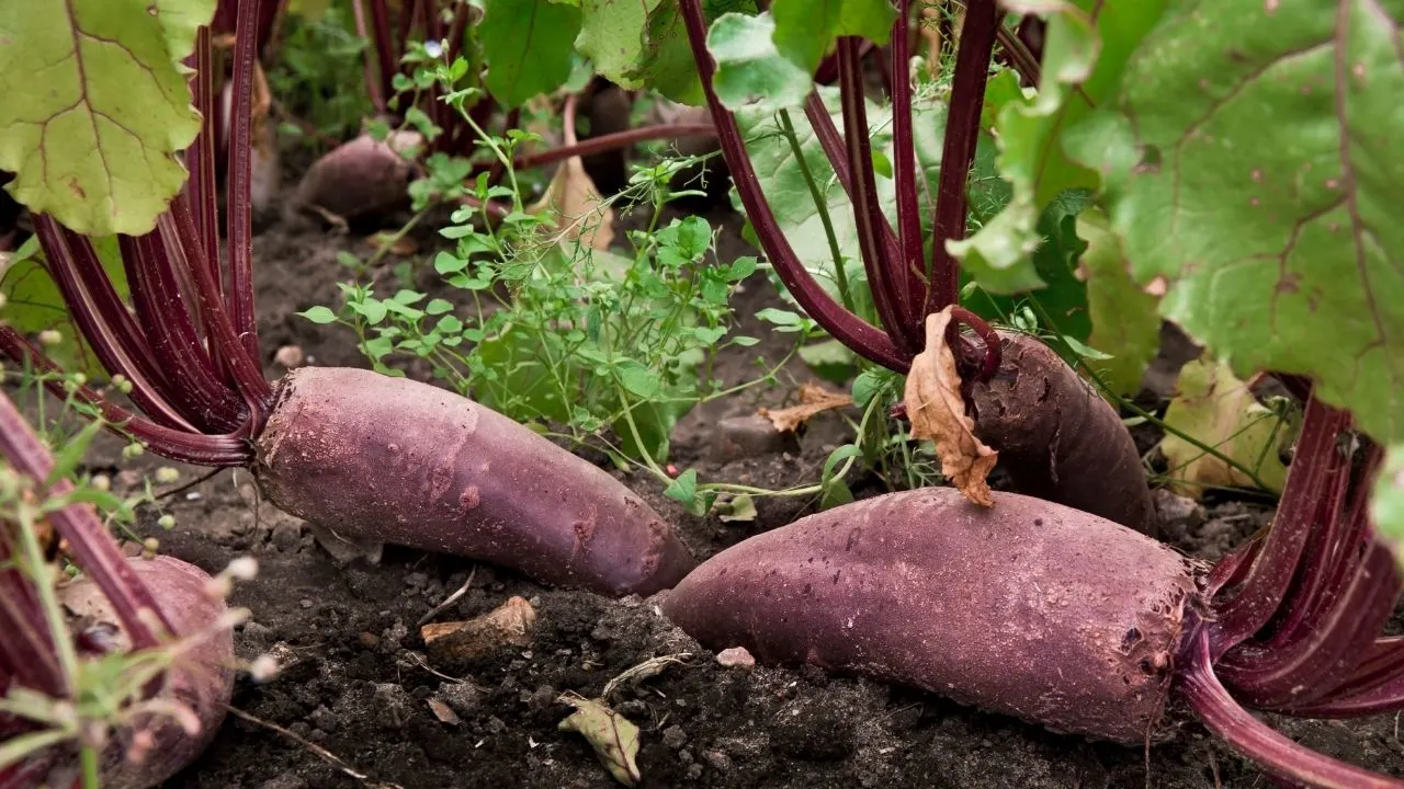 11 Popular Vegetables to Grow Yourself 2