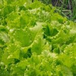 12 Best Vegetables to Plant in Spring 18
