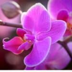 10 Best Places to Buy Orchids Online 3