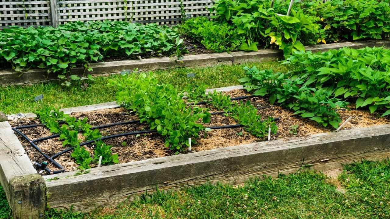 15 Best Veggies for Raised Beds