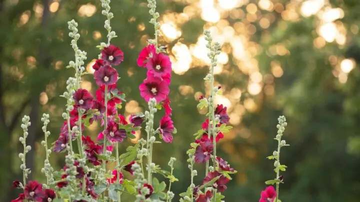 When does Hibiscus Bloom? &mdash; The Answer