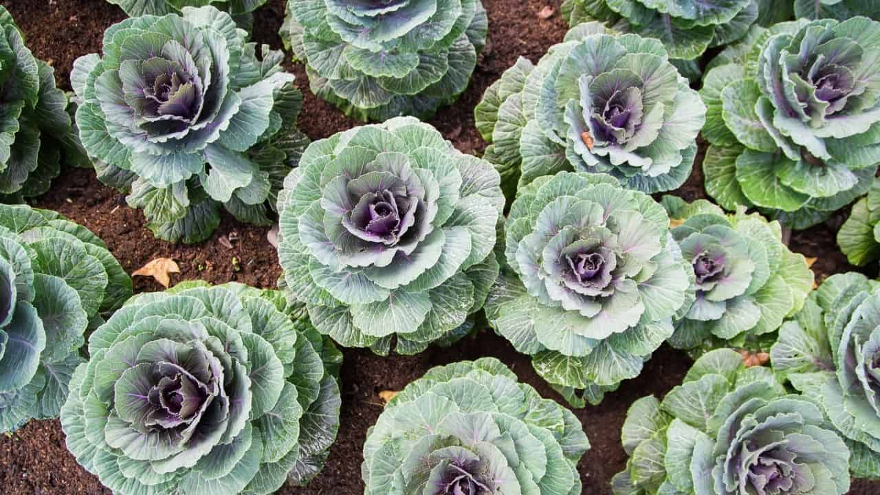 11 Popular Vegetables to Grow Yourself 3