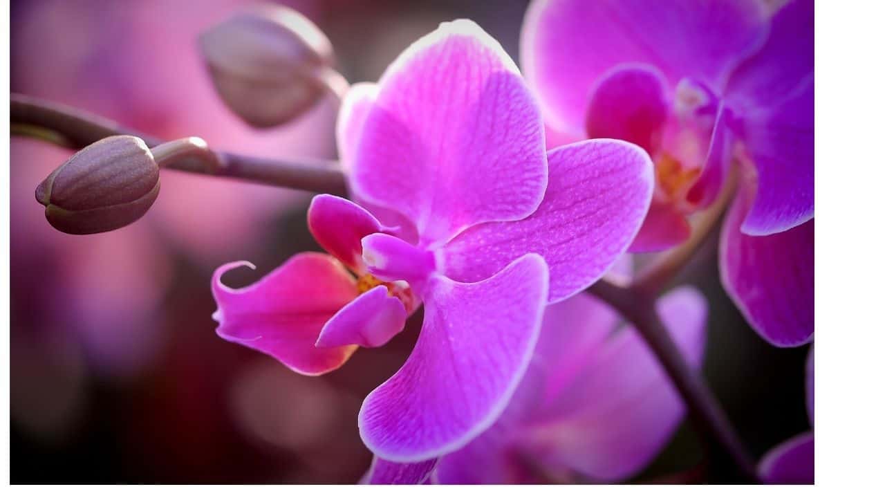 10 Best Places to Buy Orchids Online 8