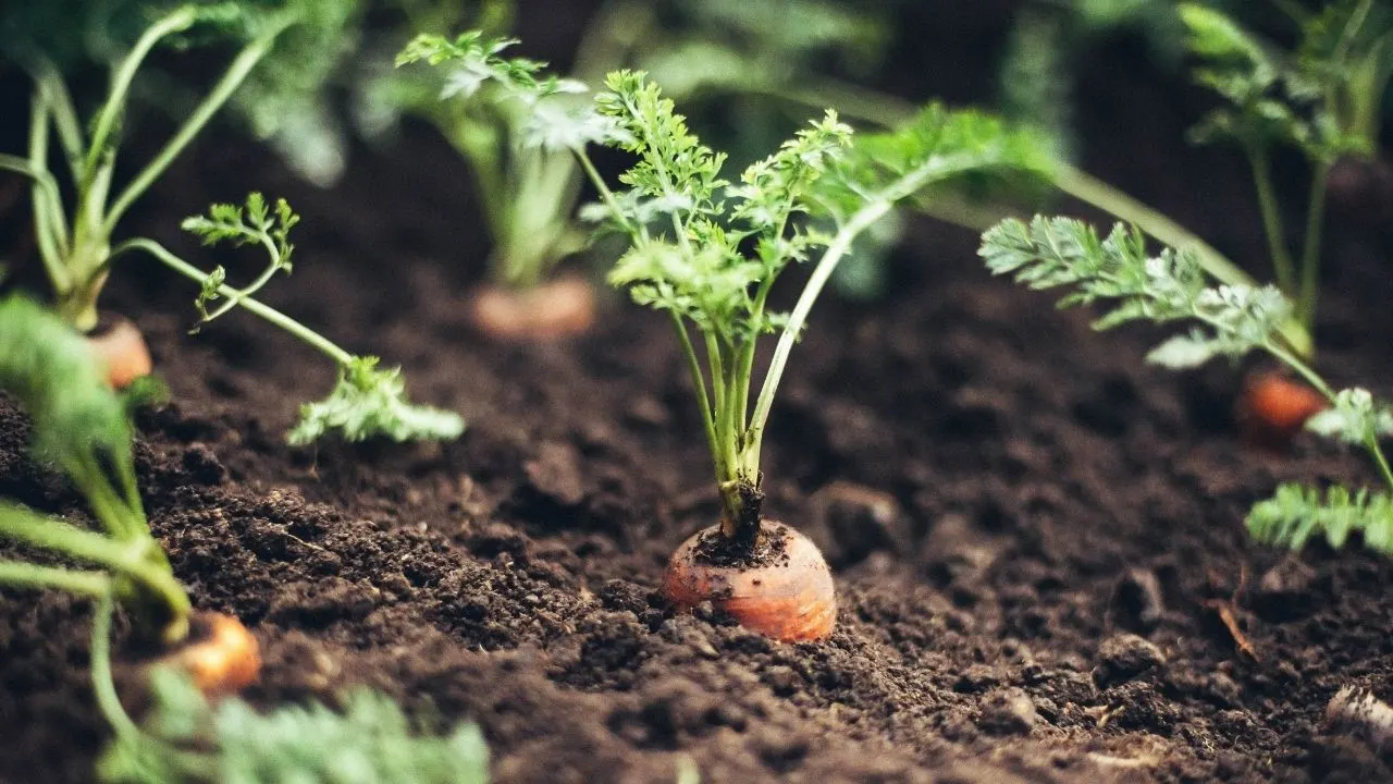 11 Popular Vegetables to Grow Yourself 4