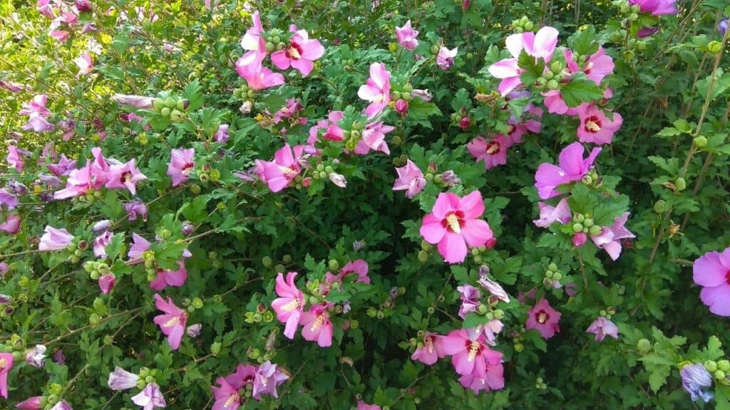 hbiscus bloom in a flower garden