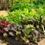 11 Hardy Vegetables To Grow in your Garden 23