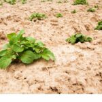 How Far Apart to Plant Potatoes - No Guesswork 2