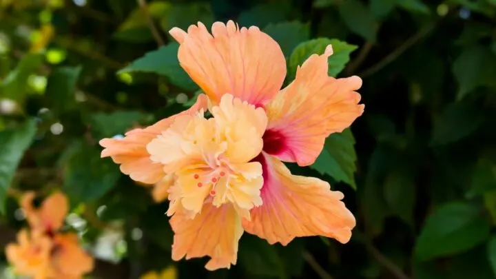 How Big does Hibiscus Get? WOW!