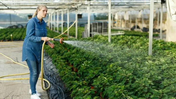 How Often Do You Water A Poinsettia Plant Indoors? Best Tips