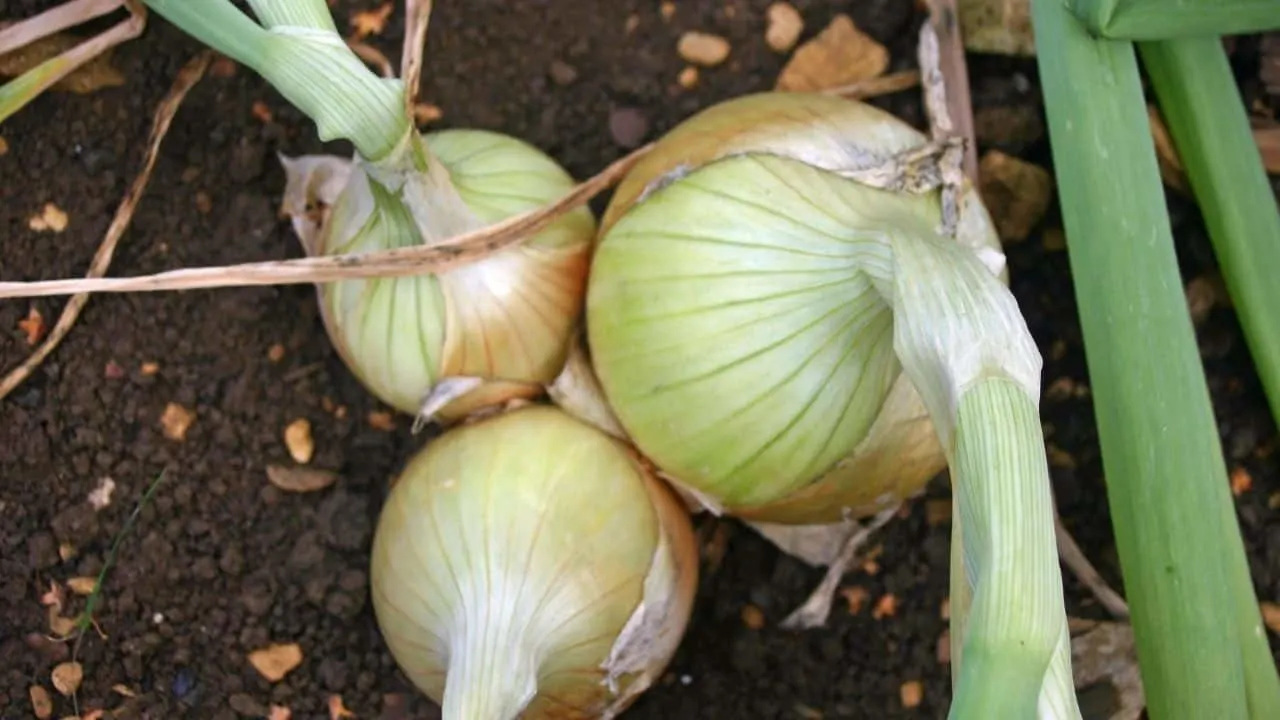 11 Popular Vegetables to Grow Yourself 6