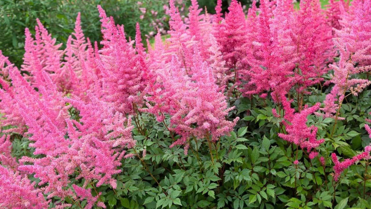 14 Best Plants for North Facing Gardens – Shade is Great! 9