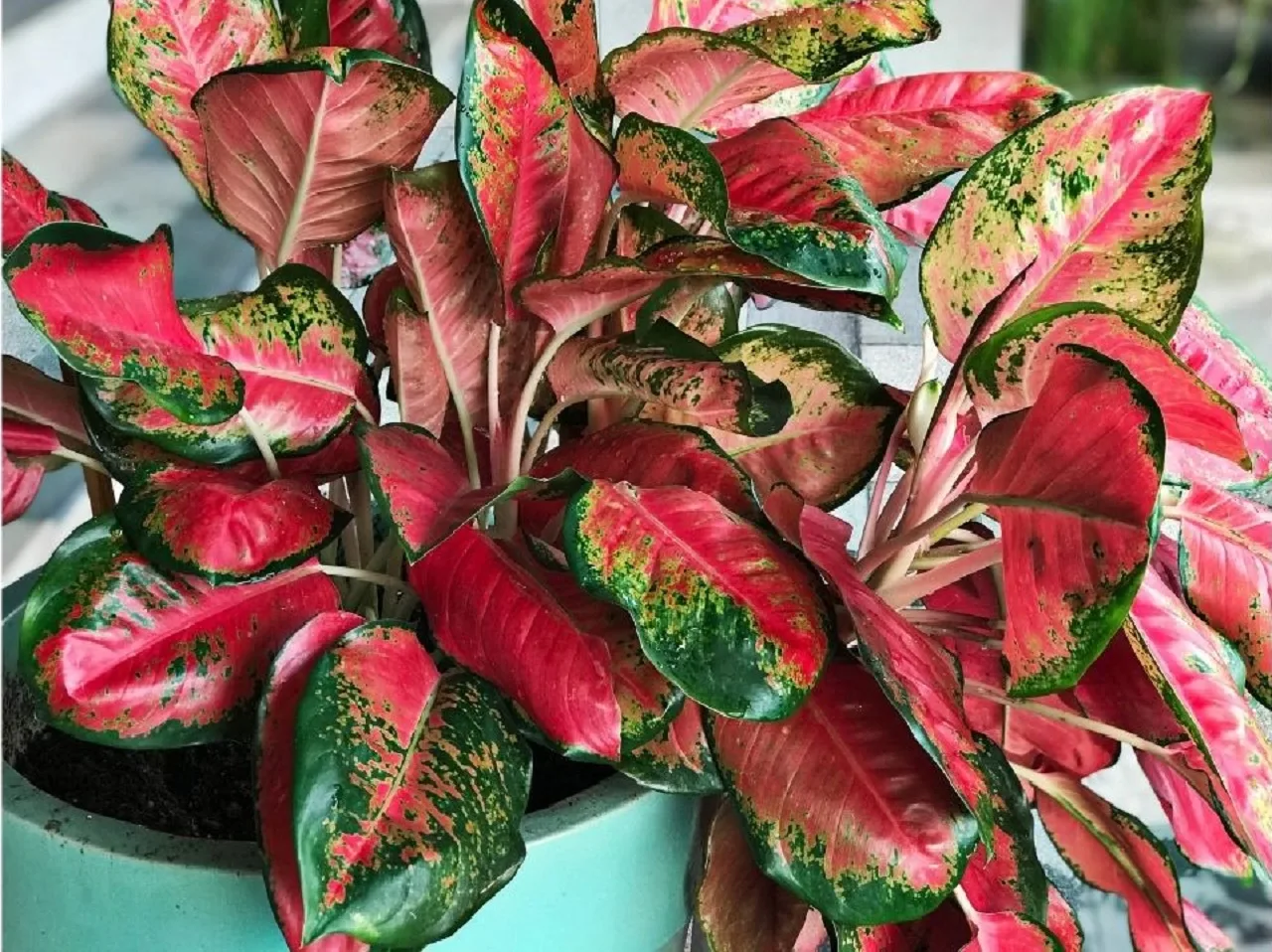 10 Best Houseplants With Red Leaves - Who Are They? 3