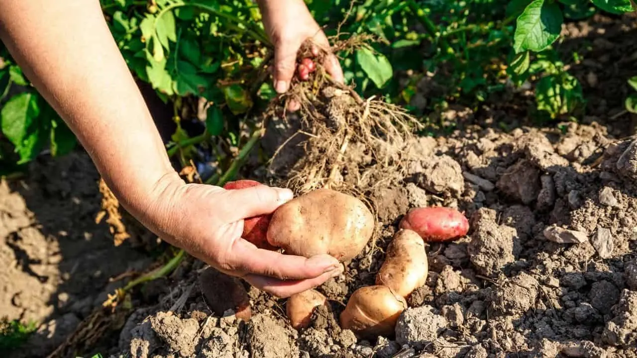 11 Popular Vegetables to Grow Yourself 8