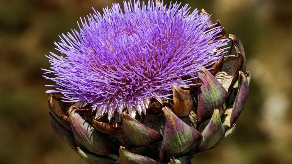 Artichoke