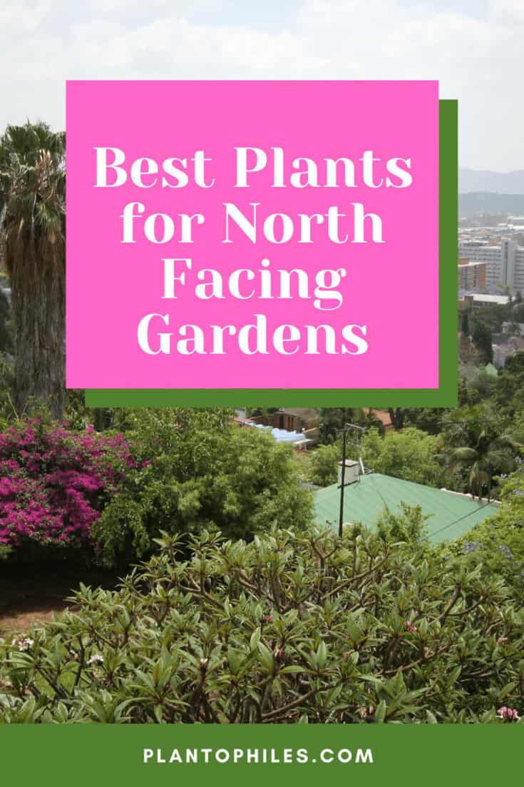 Best Plants for North Facing Gardens