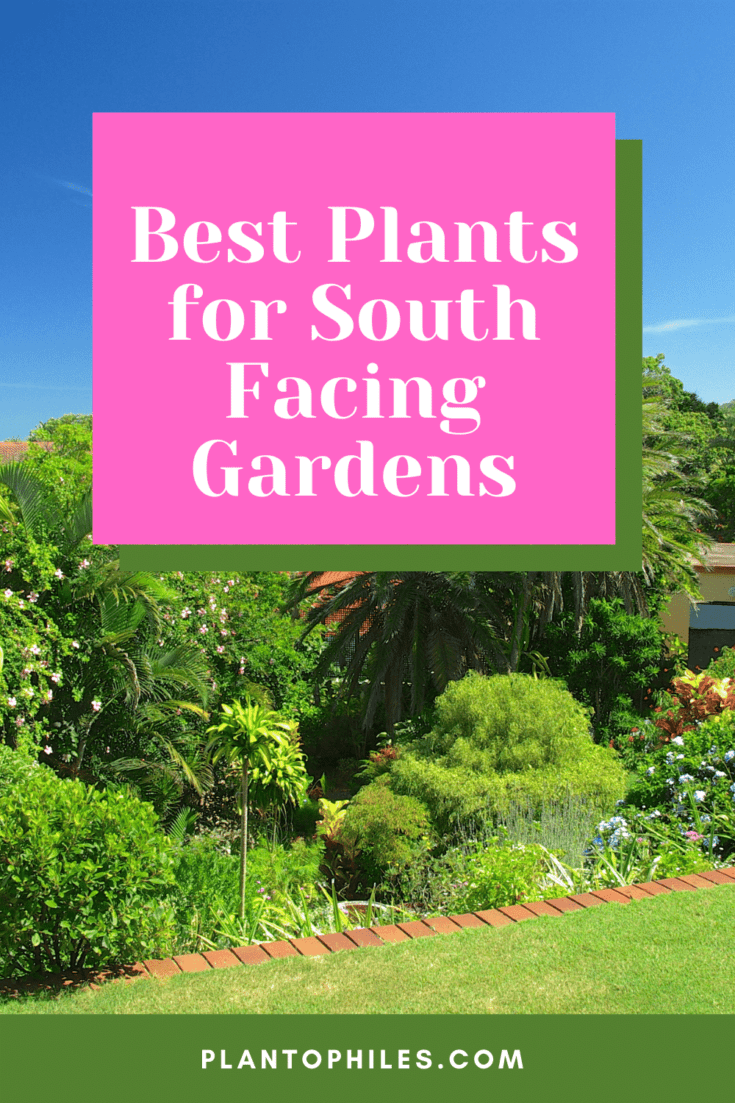 Best Plants for South Facing Gardens