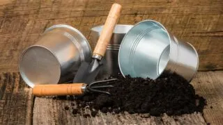 Best Potting Soil for Houseplants