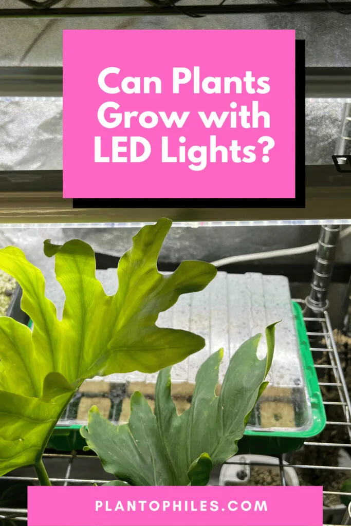 Can Plants Grow with LED Lights?