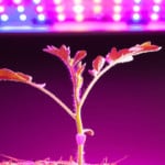 Can Plants Grow with LED Lights