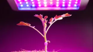 Can Plants Grow with LED Lights