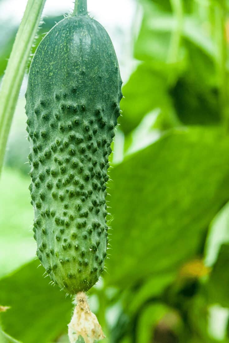 Cucumbers are perfect to plant in soil in May once the temperature is above 60 degrees Fahrenheit
