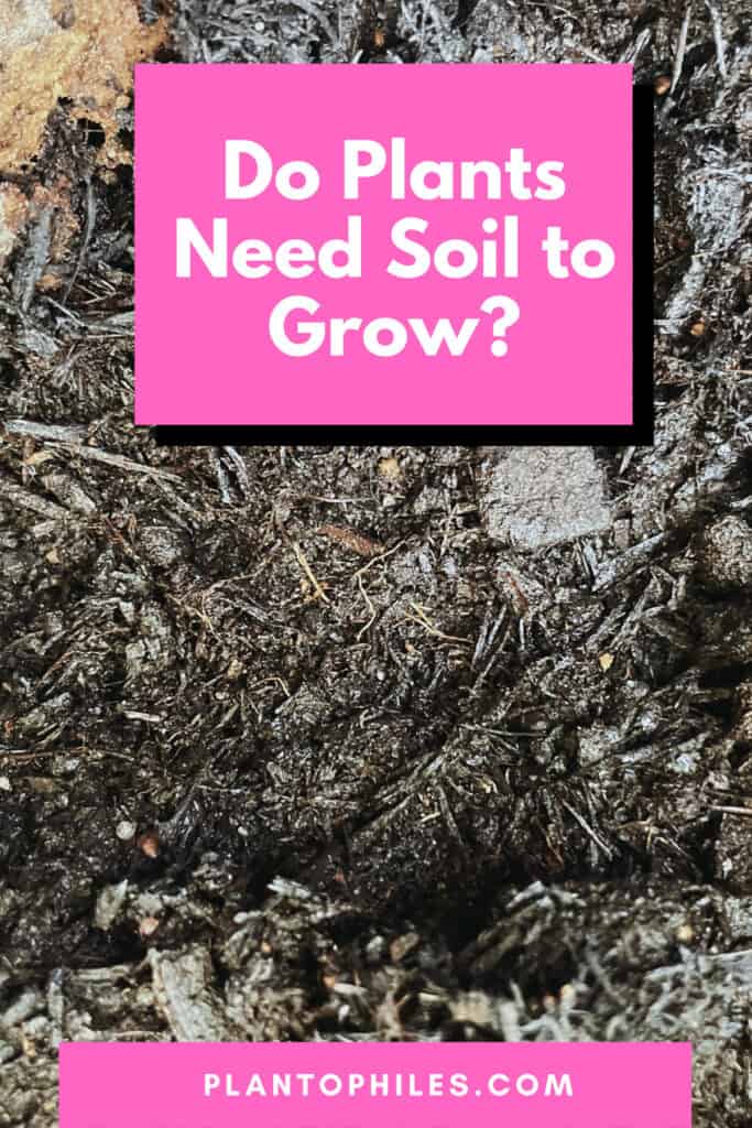 Do Plants Need Soil to Grow?