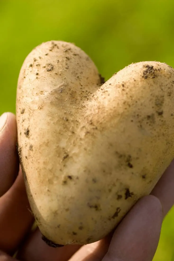 Early growing season potatoes take 70-80 days to grow