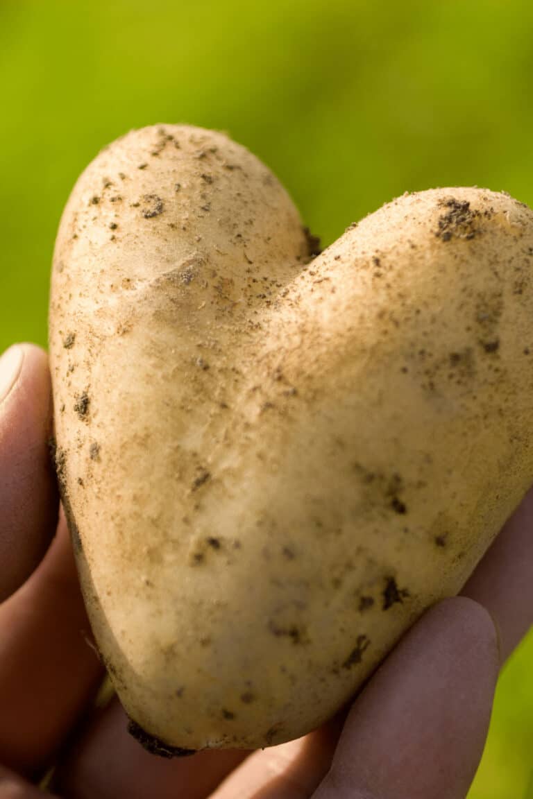 How Long Do Potatoes Take To Grow? [Solved]