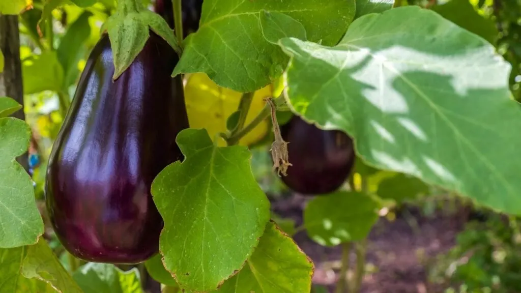 Eggplant