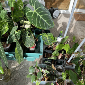 Growing houseplants in leca in an active and passive hydroponics system