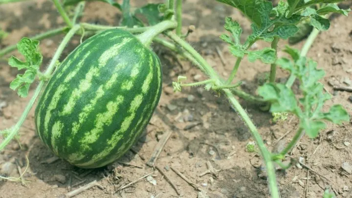The 11 Hardest Crops to Grow &mdash; Revealed!