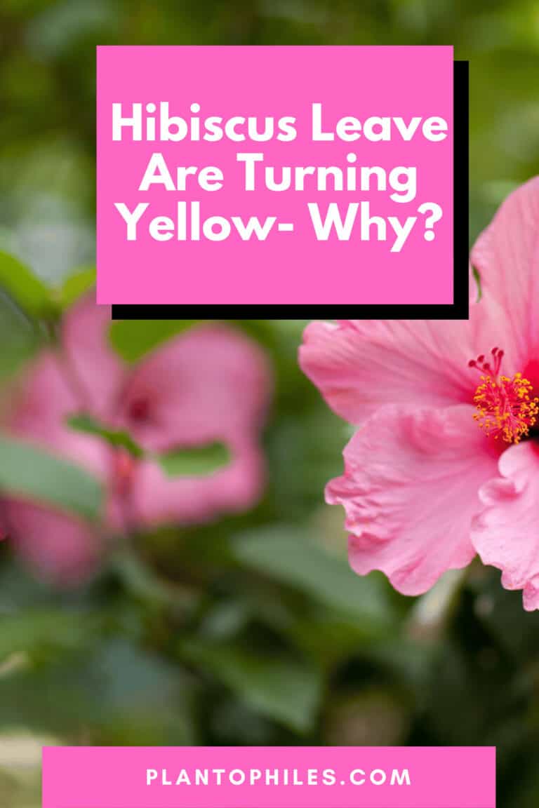 5 Reasons Why Your Hibiscus Leaves Are Turning Yellow - This