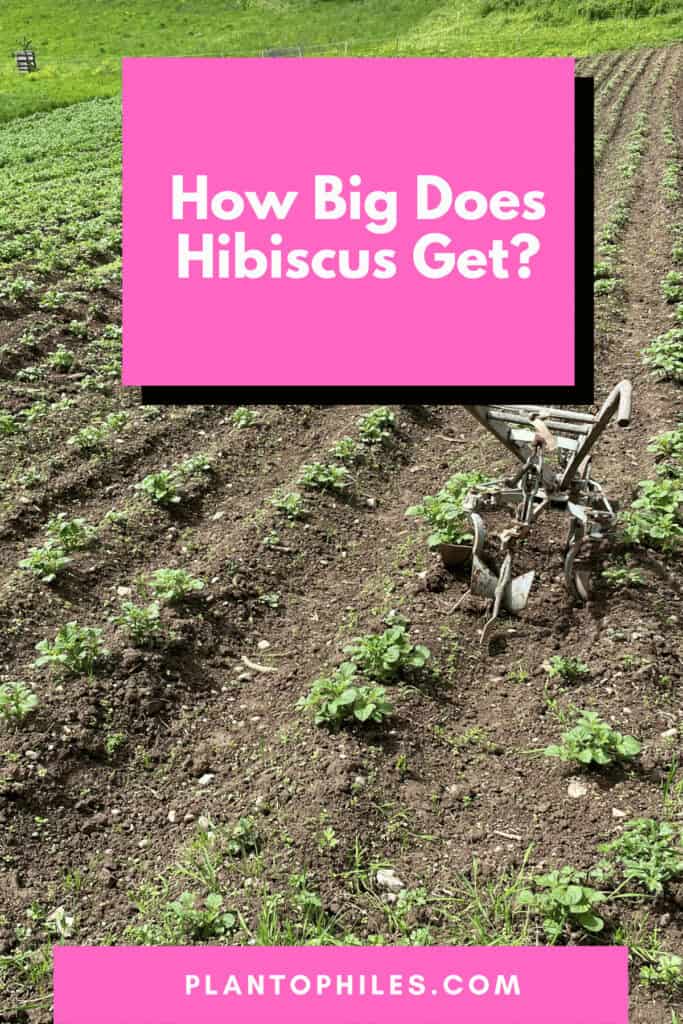 How Big Does Hibiscus Get